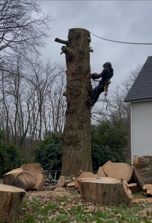 Élagage d’un arbre de lisière près de Pont-de-l’Arche