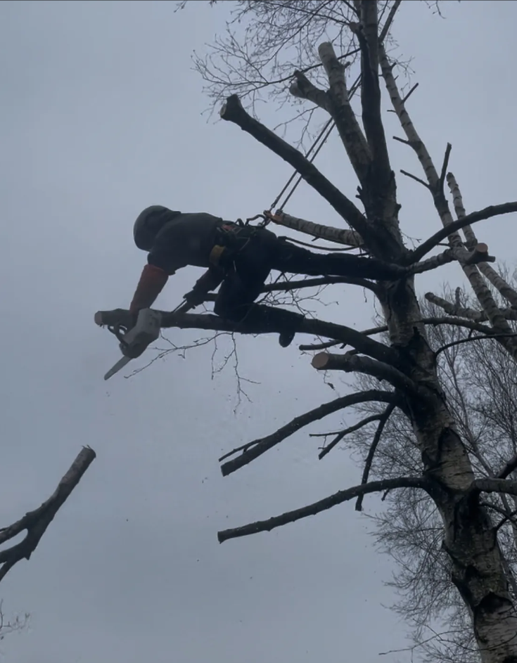 Élagage en hauteur