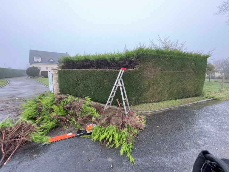 Taille d'une haie par un paysagiste CONFORT O JARDIN