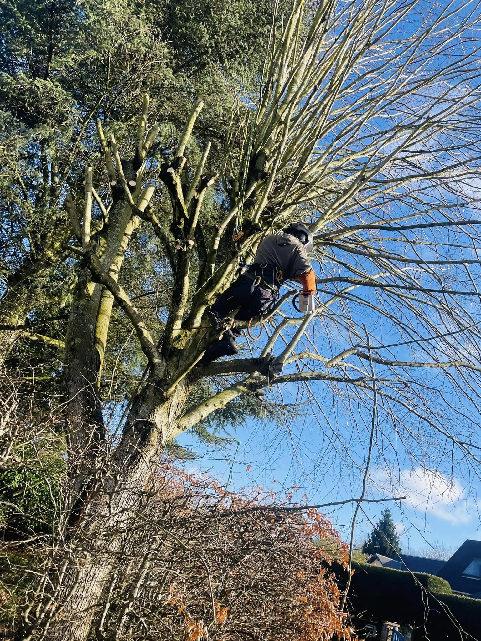 Grimpeur harnaché en tête d’arbre, tronçonneuse à la main, pour un démontage par cordes