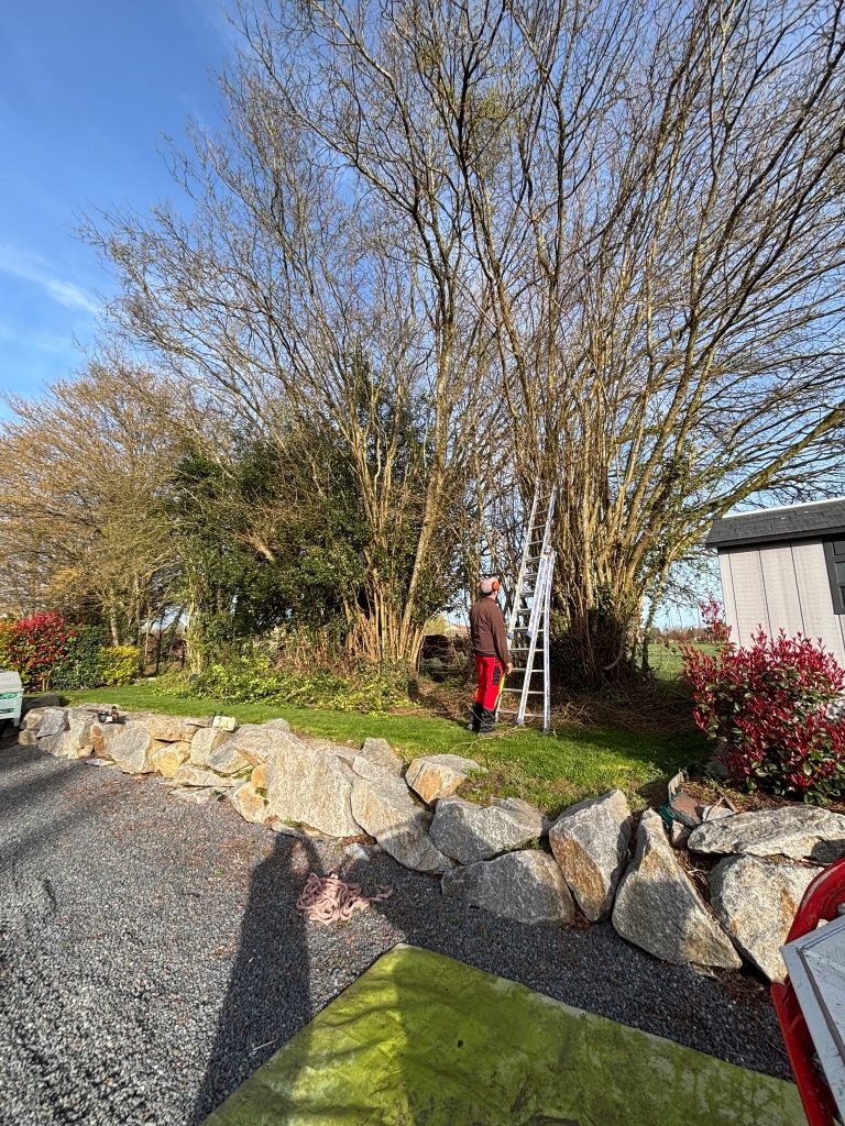 Élagueur au pied d'une grande cépée d'arbres, échelle en place et bâche de protection étalée sur l'allée