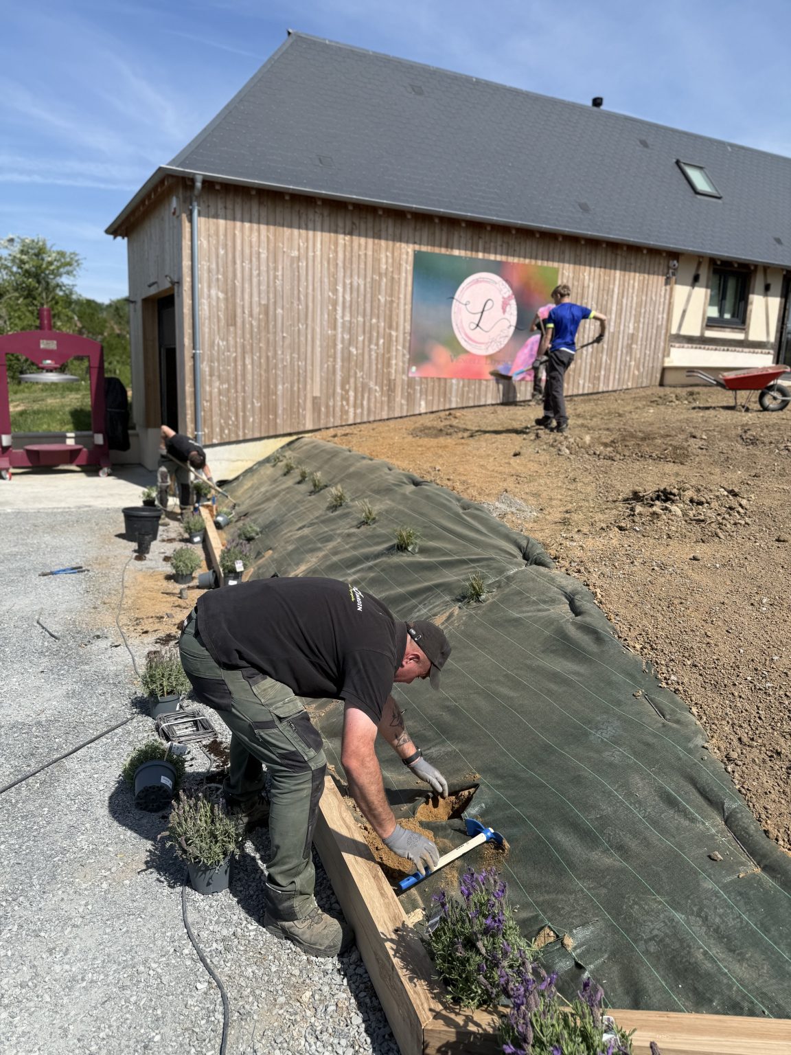 Paysagiste posant une bordure en bois et une toile de paillage avant plantation de lavandes, devant un bâtiment en bois