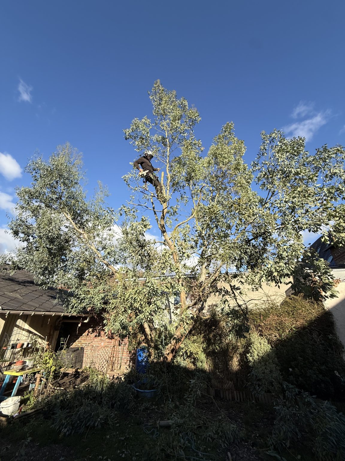 Élagueur encordé au sommet d'un eucalyptus, au-dessus d'un jardin et d'une maison