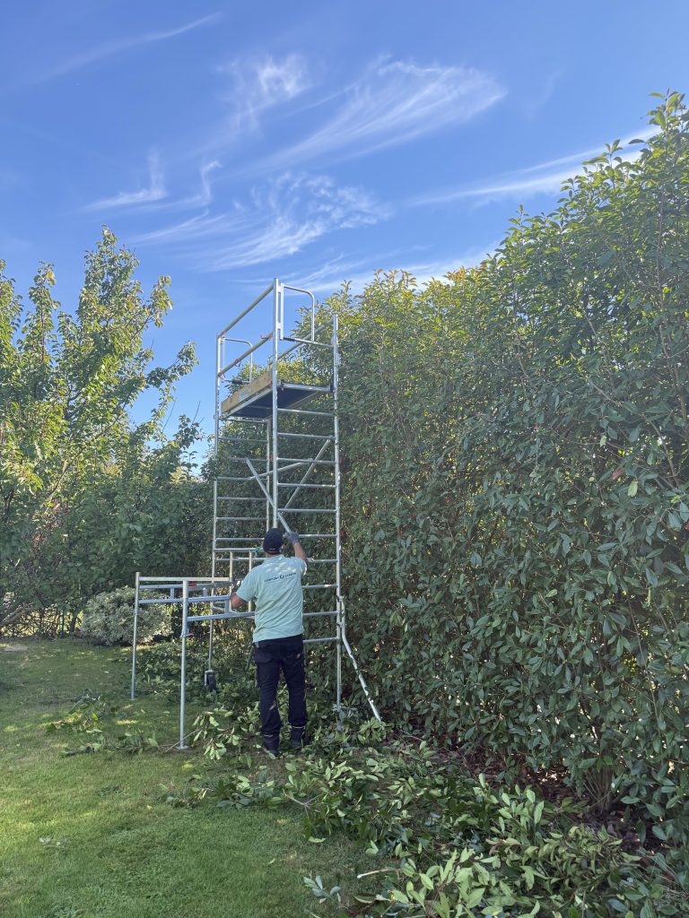 Rénovation de haie et taille à Bourg-Achard